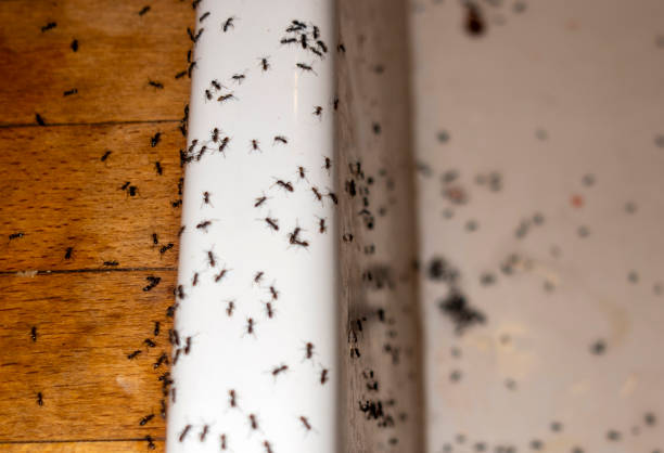 Best Residential Pest Control  in Matteson, IL